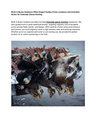 Birds & Bucks Outdoors Offers Expert Guides Prime Locations and Unrivaled Action for Colorado Goose Hunting (1)