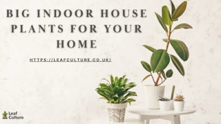 Big Indoor House Plants For Your Home