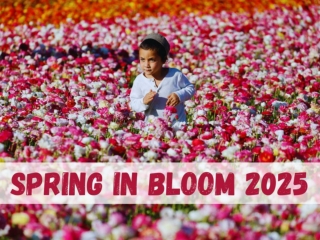 Spring in bloom 2025