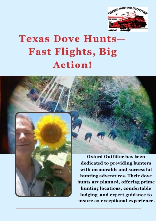 texas dove hunts fast flights big action