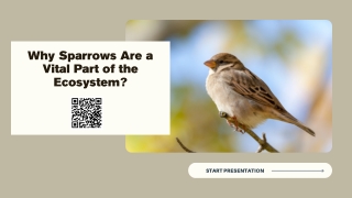 Why Sparrows Are a Vital Part of the Ecosystem?