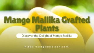 Premium Mango Mallika Grafted Plants – Celgen Biotech