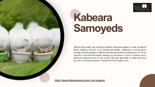 Your Perfect Fluffy and Charming Samoyed Huskies for Sale