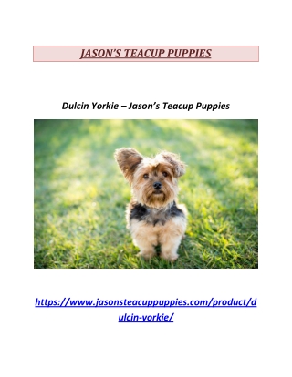 Dulcin Yorkie