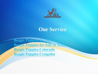 Beagle Puppies for Sale in Iowa