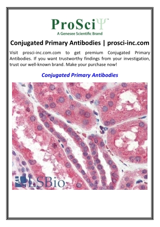 Conjugated Primary Antibodies | prosci-inc.com