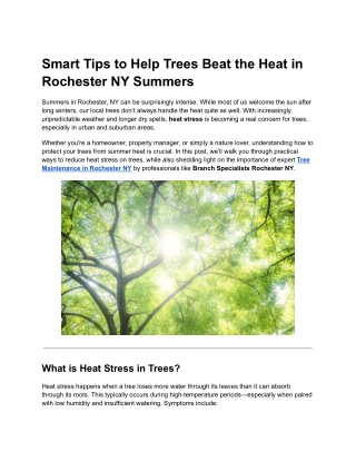 Smart Tips to Help Trees Beat the Heat in Rochester NY Summers