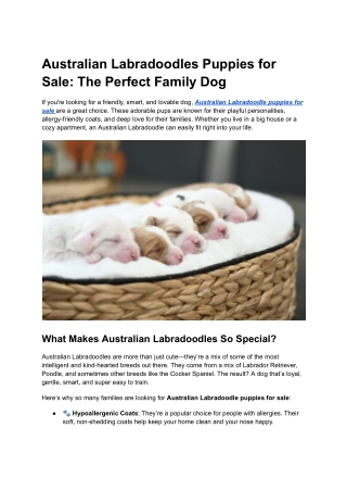 Australian Labradoodles Puppies for Sale