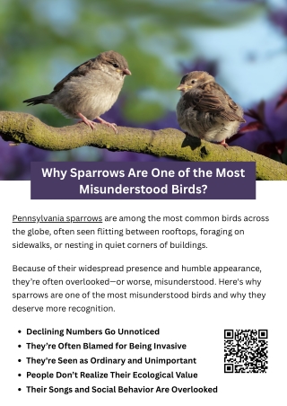 Why Sparrows Are One of the Most Misunderstood Birds?