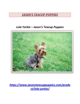 Lola Yorkie