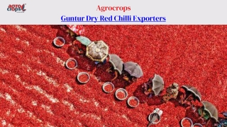 agrocrops guntur dry red chilli exporters