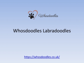 Whosdoodles_Labradoodles