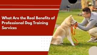 Proper Guidance for Optimal Dog Behavior