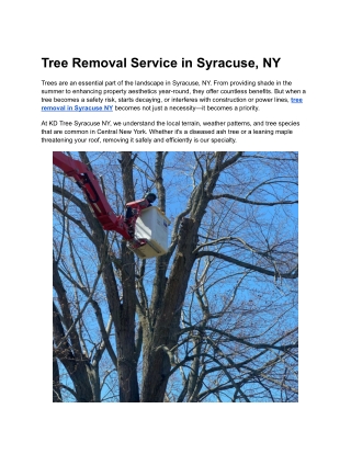 tree removal service in syracuse ny