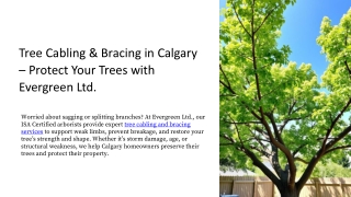 tree cabling bracing in calgary protect your
