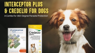 Interceptor Plus & Credelio for Dogs: A Combo for 360-Degree Parasite Protection