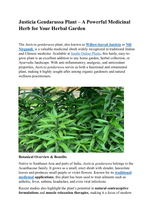 Buy Justicia Gendarussa Plant Online – Medicinal Herb for Home Garden