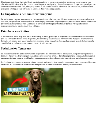 el entrenamiento de un labrador retriever desde