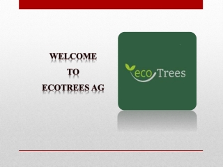 Bestes paulownia holz | Eco Trees