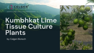 Buy Kumbhkat Lime Tissue Culture Plants – Celgen Biotech