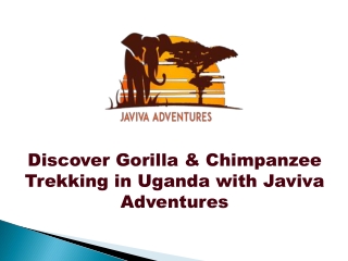 Discover Gorilla & Chimpanzee Trekking in Uganda with Javiva Adventures