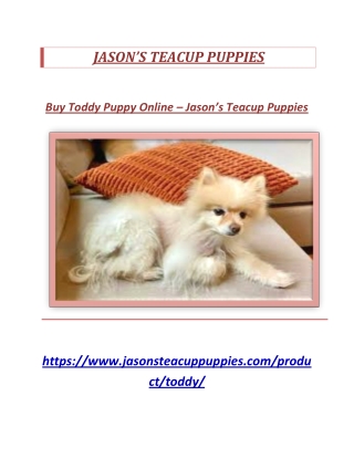 Buy Toddy Puppy Online - Jason's Teacup Puppies