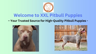 welcome to xxl pitbull puppies your trusted