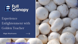 experience enlightenment with golden teacher