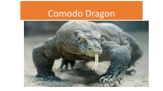 comodo dragon