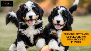 How to Choose the Right Bernese Mountain Dog Puppy for Your Lifestyle