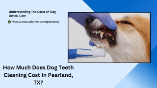 How Much Does Dog Teeth Cleaning Cost In Pearland, TX