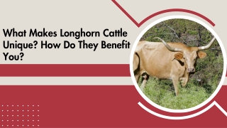 Premium Breeding Stock Offered by Trusted Ranchers