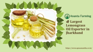 Largest Lemongrass Oil Exporter in Jharkhand