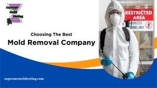 Best Mold Removal Company