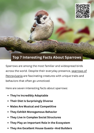 Top 7 Interesting Facts About Sparrows
