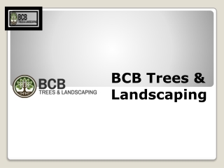 Professional Tree Installation by BCB Trees & Landscaping