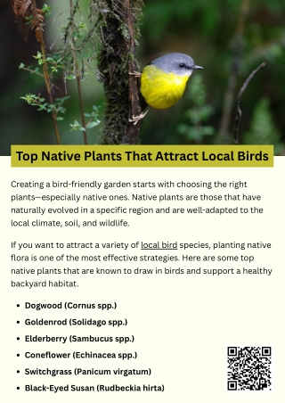 Top Native Plants That Attract Local Birds
