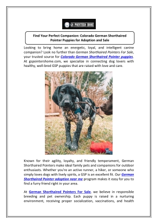 Healthy Colorado German Shorthaired Pointer Puppies