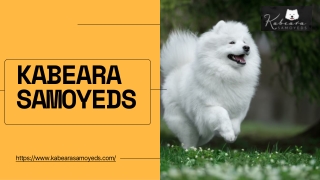 Trusted Samoyed for Sale Healthy, and Happy Lives