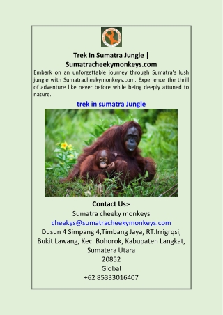 trek in sumatra jungle sumatracheekymonkeys