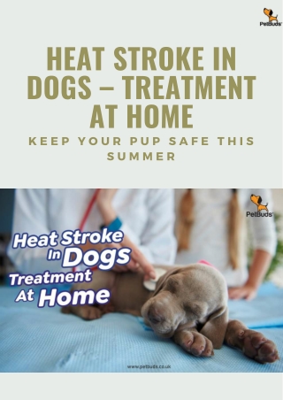 Heat Stroke In Dogs Treatment At Home