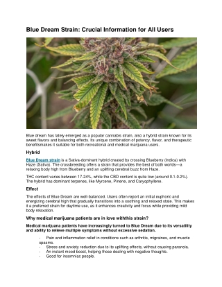Explore Blue Dream Strain with Melonade Strain Experts