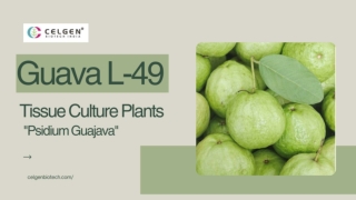 Celgen Biotech’s L-49 Guava Tissue Culture Plants