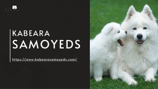Fluffy White Samoyed for Sale to a Perfect Family Pet
