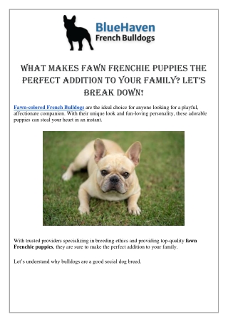 What Makes Fawn Frenchie Puppies the Perfect Addition to Your Family Let’s Break Down
