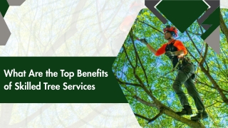 Professional Tree Care for Healthy Green Spaces