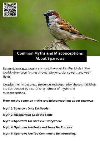 Common Myths and Misconceptions About Sparrows