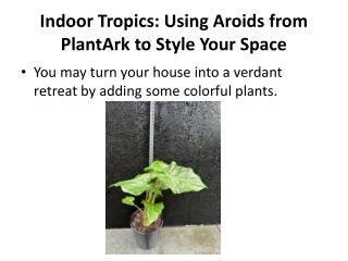 Indoor Tropics: Using Aroids from PlantArk to Style Your Space