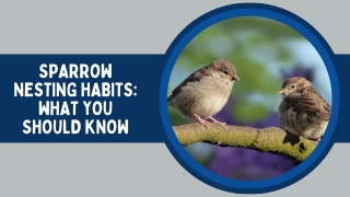 Sparrow Nesting Habits: What You Should Know
