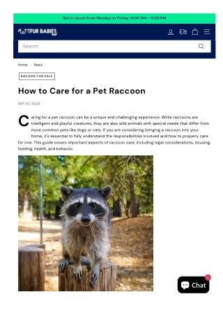 Racoon For Sale